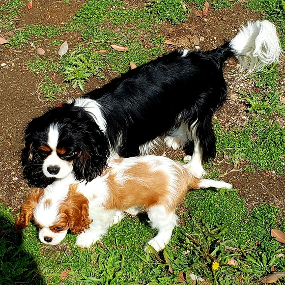 MY 2nd FOLLOW GAME - Picture 7 of 8